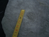 Praekambrium: Beltanella und  Cyclomedusa