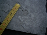 Praekambrium: Beltanella und  Cyclomedusa