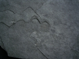 Praekambrium: Beltanella und  Cyclomedusa