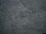 Praekambrium: Beltanella und  Cyclomedusa