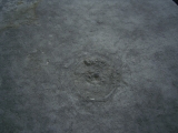 Praekambrium: Beltanella und  Cyclomedusa