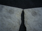 Praekambrium: Beltanella und  Cyclomedusa