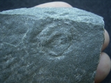 Praekambrium Aspidellomorph