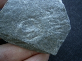 Praekambrium Aspidellomorph