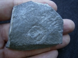 Praekambrium Aspidellomorph