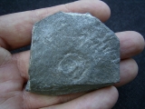 Praekambrium Aspidellomorph