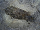 Dipterus, Bergisch Gladbach