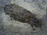 Dipterus, Bergisch Gladbach