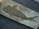Ptycholepis, Haarfisch aus Holzmaden