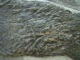 Ptycholepis, Haarfisch aus Holzmaden