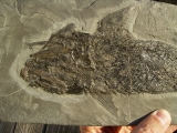 Ptycholepis, Haarfisch aus Holzmaden