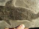 Ptycholepis, Haarfisch aus Holzmaden
