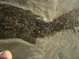 Ptycholepis, Haarfisch aus Holzmaden