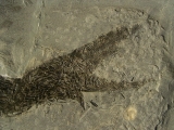 Ptycholepis, Haarfisch aus Holzmaden