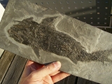 Ptycholepis, Haarfisch aus Holzmaden