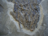 Ptycholepis, Haarfisch aus Holzmaden