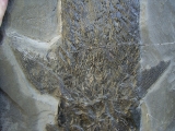 Ptycholepis, Haarfisch aus Holzmaden