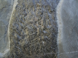 Ptycholepis, Haarfisch aus Holzmaden