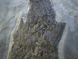 Ptycholepis, Haarfisch aus Holzmaden