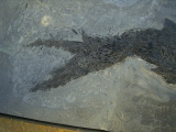 Ptycholepis, Haarfisch aus Holzmaden