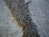 Ptycholepis, Haarfisch aus Holzmaden