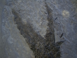 Ptycholepis, Haarfisch aus Holzmaden