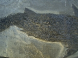 Ptycholepis, Haarfisch aus Holzmaden