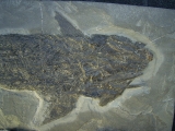 Ptycholepis, Haarfisch aus Holzmaden