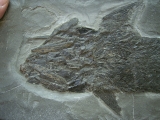 Ptycholepis, Haarfisch aus Holzmaden