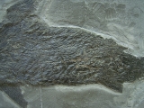 Ptycholepis, Haarfisch aus Holzmaden