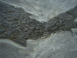 Ptycholepis, Haarfisch aus Holzmaden