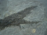 Ptycholepis, Haarfisch aus Holzmaden