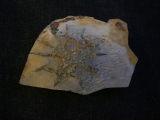 Rugoconites, Praekambrium-Raritaet!