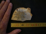Rugoconites, Praekambrium-Raritaet!