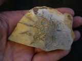 Rugoconites, Praekambrium-Raritaet!