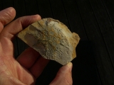 Rugoconites, Praekambrium-Raritaet!