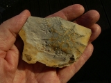 Rugoconites, Praekambrium-Raritaet!