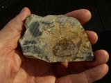 Rugoconites, Praekambrium-Raritaet!