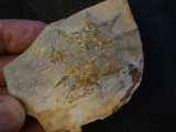 Rugoconites, Praekambrium-Raritaet!