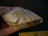 Rugoconites, Praekambrium-Raritaet!