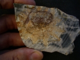 Rugoconites, Praekambrium-Raritaet!