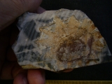 Rugoconites, Praekambrium-Raritaet!