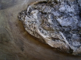 Riesiger Cyclurus aus Messel