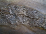 Riesiger Cyclurus aus Messel