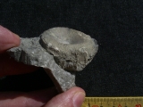 Cymbospondylus vertebra, Triassic
