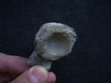 Cymbospondylus Wirbel, Muschelkalk