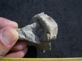 Cymbospondylus Wirbel, Muschelkalk