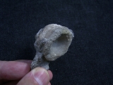 Cymbospondylus Wirbel, Muschelkalk