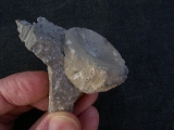 Cymbospondylus Wirbel, Muschelkalk
