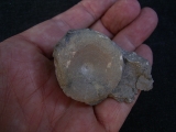 Cymbospondylus Wirbel, Muschelkalk